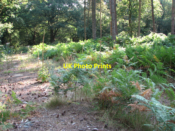 Photo 6"x4" Overgrown concreted track Quidenham c2014