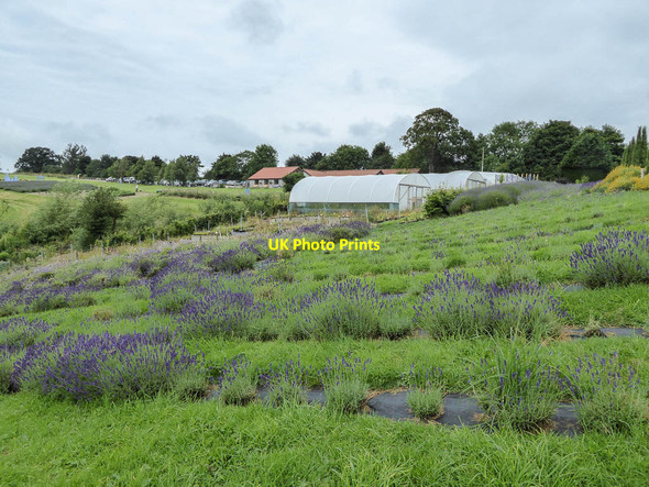 Photo 6"x4" Yorkshire Lavender, Terrington, Yorkshire Terrington c2014 P2