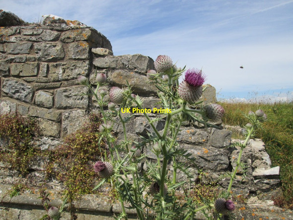 Photo 6"x4" Thistles and ruins Southerndown c2014
