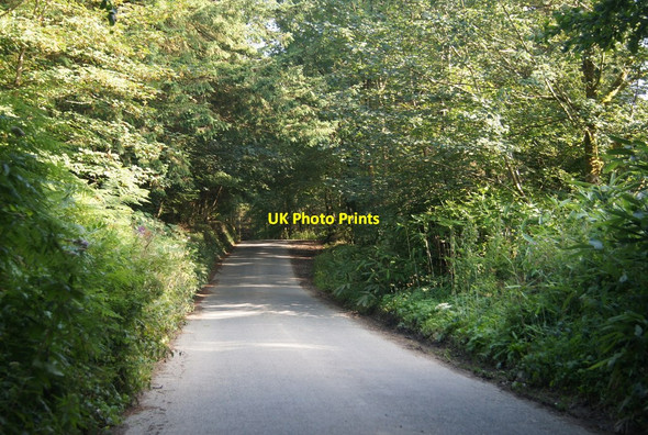 Photo 6"x4" Lane through Buckland Wood Buckland Filleigh c2014