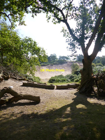 Photo 6"x4" Moyles Court, disused quarry Mockbeggar\/SU1609 c2014