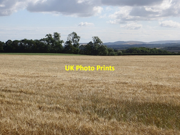 Photo 6"x4" Barley, Nisbet New Town\/NT4470 c2014