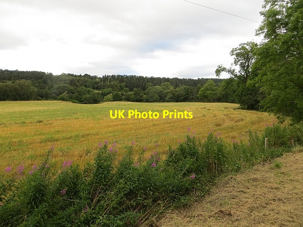 Photo 6"x4" Barley, Daluaine Carron\/NJ2241 c2014