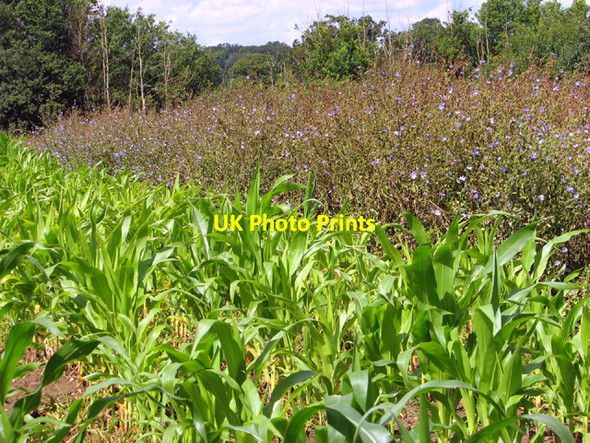 Photo 6"x4" Crop fields north of Hall Farm Billingford\/TM1678 c2014