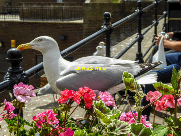Photo 6"x4" Herring Gull, Scarborough, Yorkshire Scarborough\/TA0388 c2014