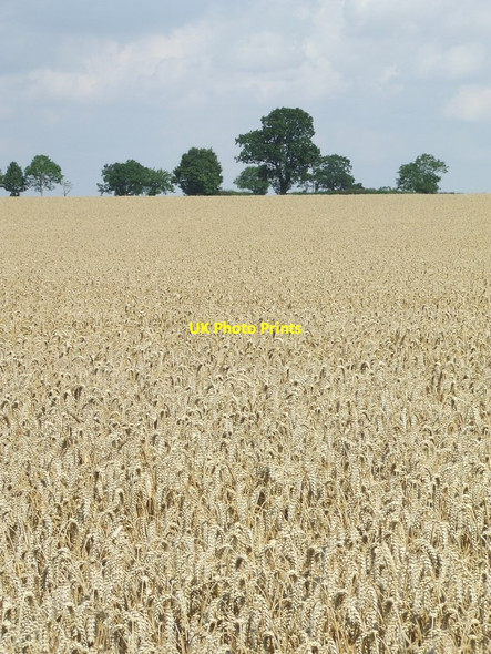 Photo 6"x4" Wheat Field Framlingham c2014