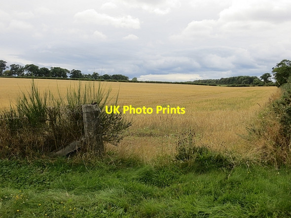 Photo 6"x4" Barley, Milestone East Whitefield c2013