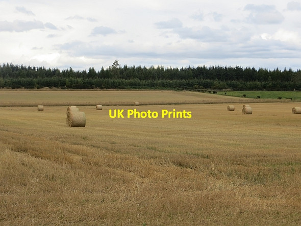 Photo 6"x4" Round bales near Strelitz Burrelton c2013