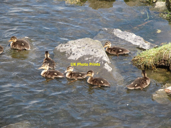 Photo 6"x4" Mallard ducklings in Castle Park Lake, Newcastle Newcastle\/J3732 c2014