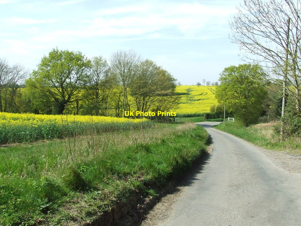Photo 6"x4" Yellow Fields Dennington Hall c2014