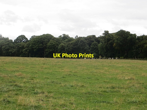 Photo 6"x4" Cattle, Lintrose Kettins c2013