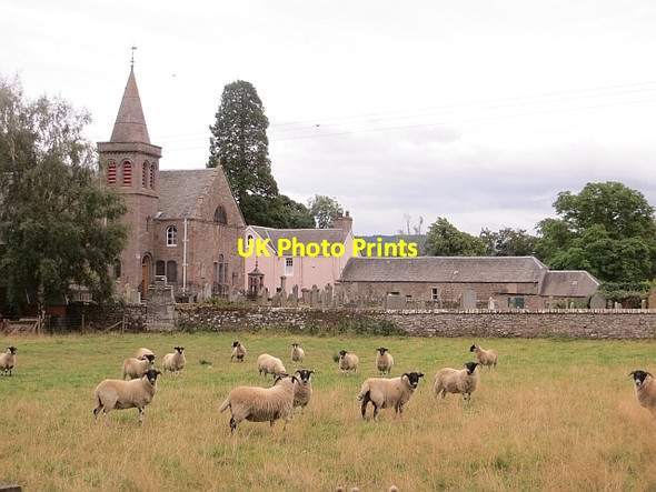Photo 6"x4" Sheep, Kettins Coupar Angus c2013