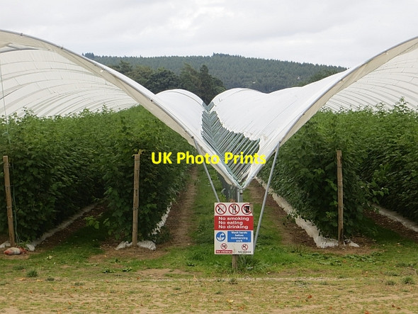 Photo 6"x4" Polytunnels, Kettins Coupar Angus c2013