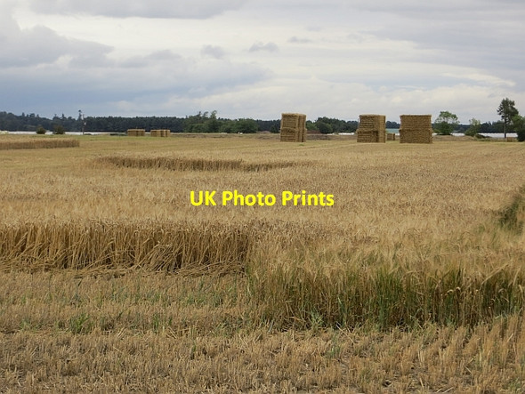 Photo 6"x4" Barley, Strathmore Coupar Angus c2013