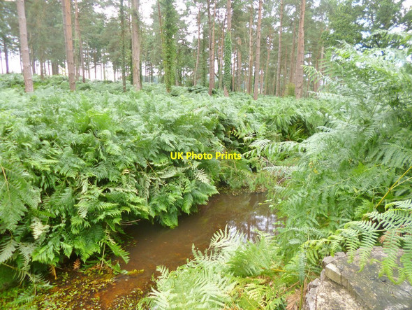 Photo 6"x4" Alderhill Inclosure, Latchmore Brook Ogdens c2014