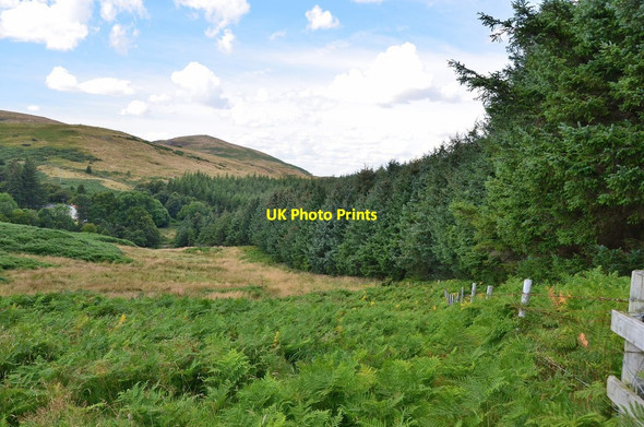 Photo 6"x4" Forest edge, Kenterdale Hill Middleton Hall\/NT9825 c2014