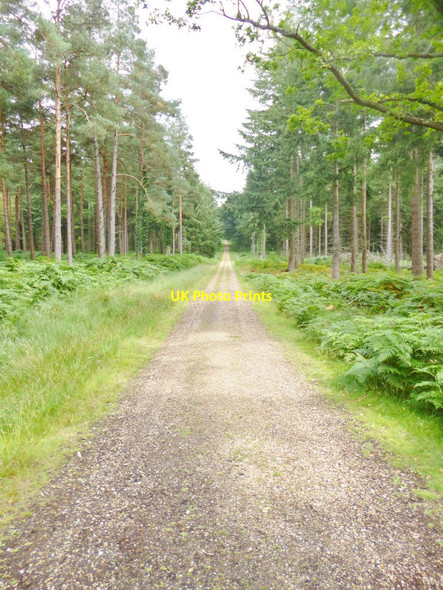 Photo 6"x4" Alderhill Inclosure, forestry road Ogdens c2014