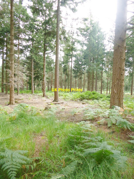 Photo 6"x4" Alder Hill Ogdens c2014