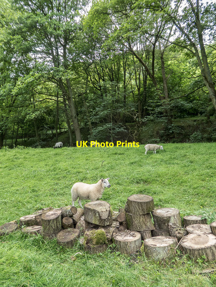 Photo 6"x4" Lamb near Thornton Beck, Thornton-le-Dale, Yorkshire Thornton-le-Dale c2014