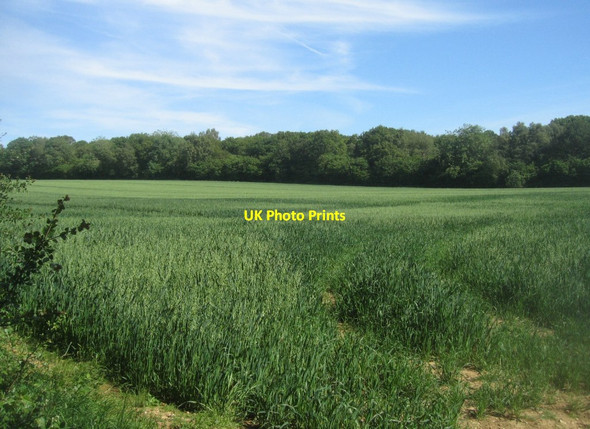 Photo 6"x4" Margins of Pardown Copse Pardown c2014