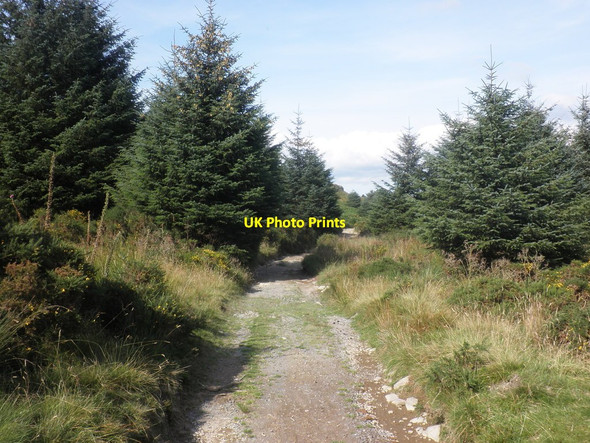 Photo 6"x4" Forest track, Clogwyn Llwyd Dolwyddelan c2014