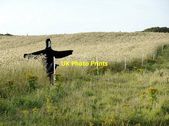 Photo 6"x4" Scarecrow in a cereal field near \u00c3\u0080ird a' Mhuile Bornais c2014