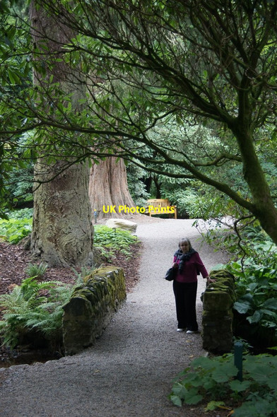 Photo 6"x4" Dawyck Botanic Gardens Bellspool c2014
