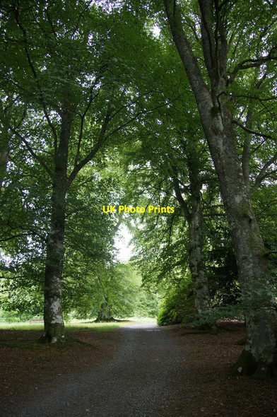 Photo 6"x4" Trees in Dawyck Botanic Gardens Bellspool c2014