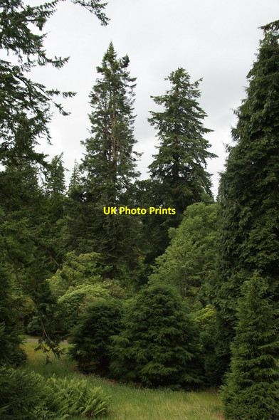 Photo 6"x4" Tall trees in Dawyck Botanic Gardens Bellspool c2014