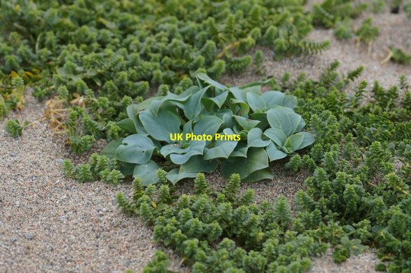 Photo 6"x4" Oysterplant (Mertensia maritima), Skaw Kirkaton c2014