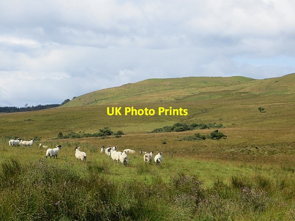 Photo 6"x4" Brown Carrick Hill Fisherton\/NS2616 c2014