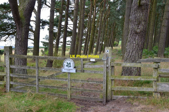 Photo 6"x4" Gate for St Cuthbert's Cave Wood Holburn c2014