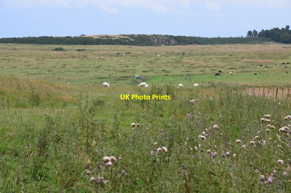 Photo 6"x4" Rough grazing, Middleton Burn Detchant c2014