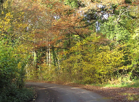 Photo 6"x4" Road to Kempley passes Linton Wood Linton\/SO6625 c2008