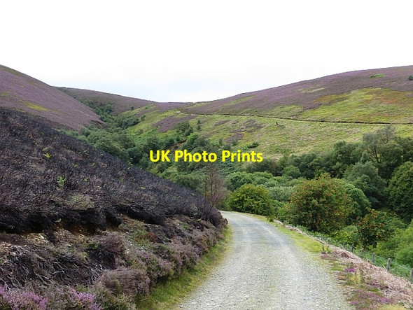 Photo 6"x4" Wester Shearnie Cleugh Lammermuir Hills\/NT5460 c2014