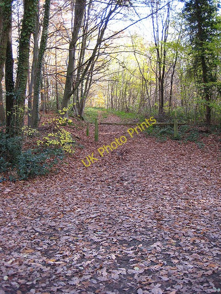 Photo 6"x4" Track into Linton Wood Linton\/SO6625 c2008