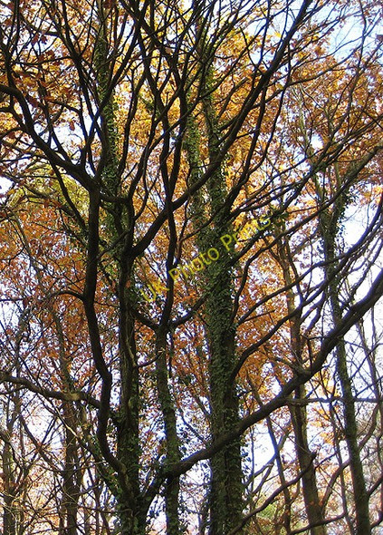 Photo 6"x4" Autumn tree colour Linton\/SO6625 c2008