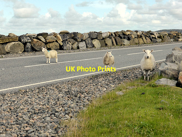 Photo 6"x4" Bit of a Dilemma \u00c0ird nan Sr\u00f9ban\/NF8457 c2014