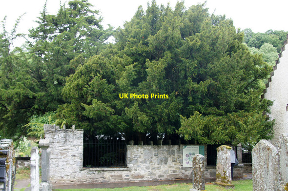Photo 6"x4" The Fortingall Yew Fortingall c2014
