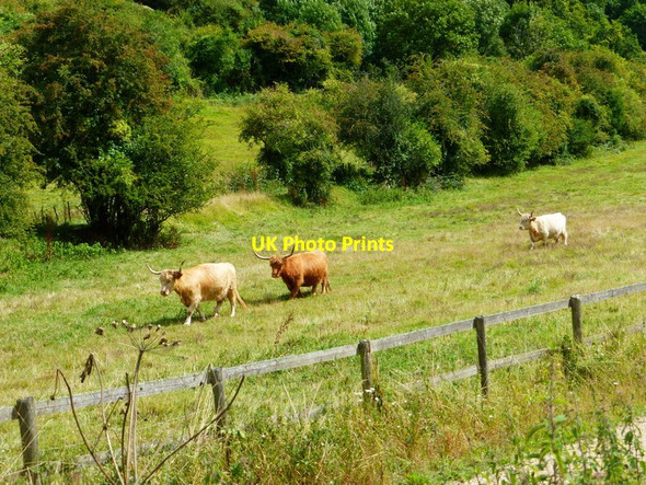 Photo 6"x4" Highlanders in the lowlands Alton\/SU7139 c2014