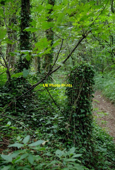 Photo 6"x4" By the path through Roseland Wood Scarcliffe c2014