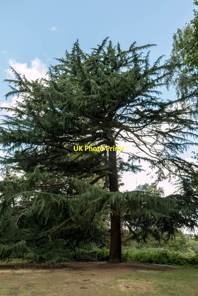 Photo 6"x4" Cedar of Lebanon, Parkland, Kenwood, Hampstead, London NW3 Hampstead\/TQ2685 c2014