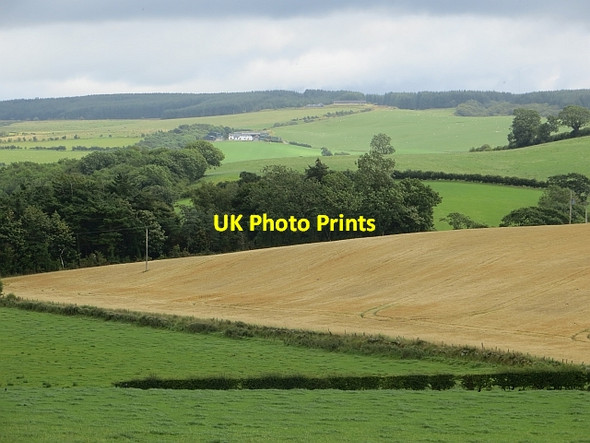 Photo 6"x4" Barley, Roaston Kirkmichael\/NS3408 c2014
