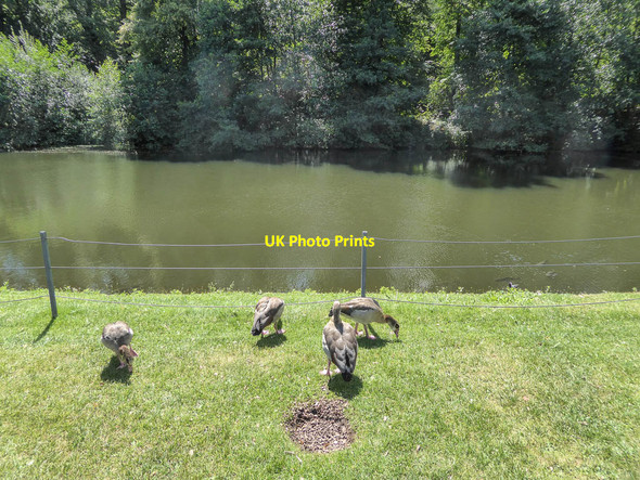 Photo 6"x4" Egyptian Geese by Thousand Pound Pond, Kenwood, Hampstead, London NW3 Hampstead\/TQ2685 c2014