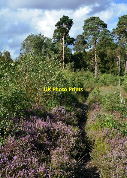 Photo 6"x4" Path over Bucklebury Common, Berkshire Midgham c2014