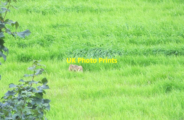 Photo 6"x4" Grassland near Friarton Kincaidston c2014