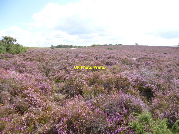 Photo 6"x4" Tadnoll, heathland Tadnoll c2014
