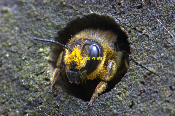 Photo 6"x4" Leafcutter bee (Megachile sp.), Waddicar, Melling Kirkby\/SJ4198 c2014