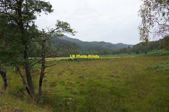 Photo 6"x4" Culligran Wood, Glen Strathfarrar Struy c2014