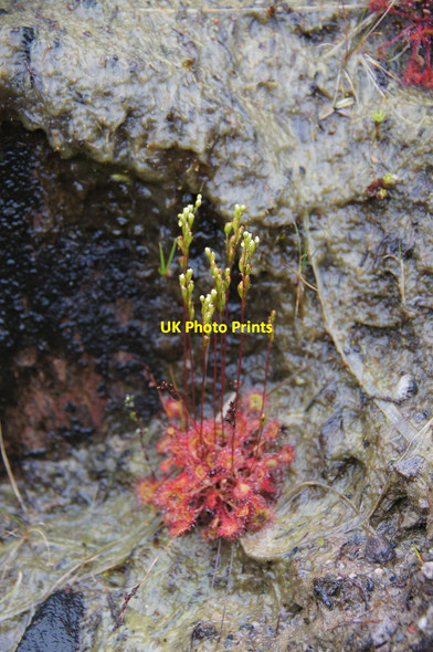 Photo 6"x4" Round-leaved Sundew (Drosera rotundifolia), Loch Monar Meall an Tairbh\/NH2039 c2014